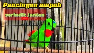 PANCINGAN Serindit gacor ampuh