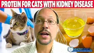 Protein For Cats With Kidney Disease | Top 3 Protein Foods For Your Cat With Kidney Disease