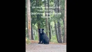 I didn&rsquo;t know how bear will react. Я не знала как мишка отреагирует. #медведь, #bear, #nature