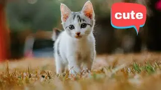 Cute cats || Cute cat videos || Funny cat video || cat videos || American Pet Lover