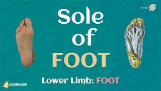 Lower Limb: FOOT | Sole of Foot| Bones, Ligaments, Joints and Muscles | Anatomy of Lower Extremity