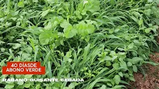 40 días de Abono Verde (Manejo de Adventicias)