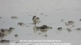 Little Stint (Juvenile), Long-toed Stint & Wood Sandpiper @ Chiu S C DSCN9713
