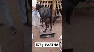 Black Bakra &bull; Heavy Weight Goat Market in Kolkata &bull; 57Kg Bakra Weighing @AsiaBakriMandi Kolkata WB