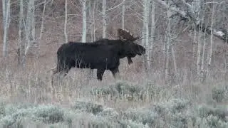 2025 Teton Bull Moose Dueling Best
