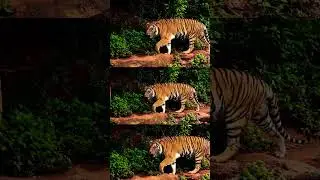 Adorable Tiger  #shorts #tiger