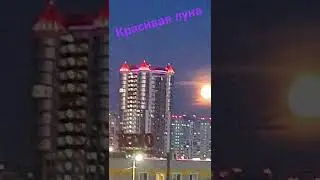 луна #short #moon #russia #mood #top #cat #кот
