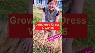 Growing a Dress Week 16
