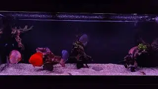 Mein Diskus Aquarium