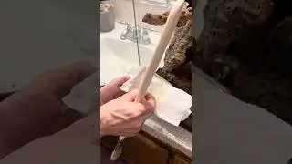 My almost 5 inch female Chromatopelma cyaneopubescens (Green Bottle Blue) housing video
