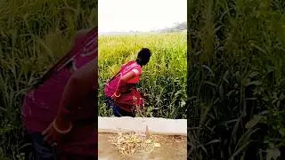 Sasura mein bhataar khoob