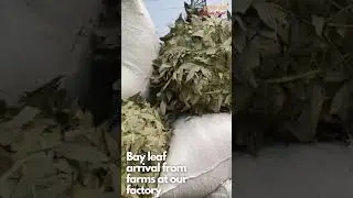Bay Leaf Arrival at Factory