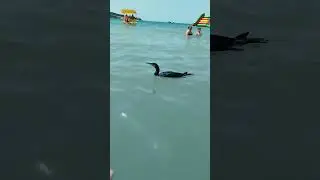 Баклан