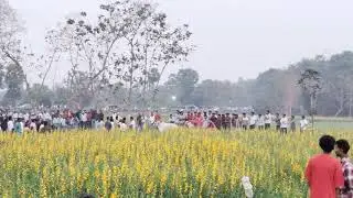 M.Singavaram Bulls in veeluparthi Race #trending #bullfarm #bullrace #bull 