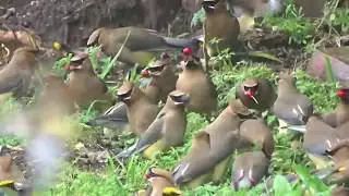 Cedar-Waxwings getting drunk on Holly Berries
