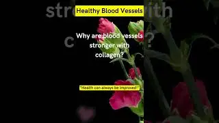 Why are blood vessels stronger with collagen? short #shorts