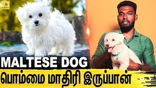 நம்ம மடியிலேயே தான் இருப்பான் : All About Dogs EPISODE - 22 | Maltese Dog | Dogs Lifestyle