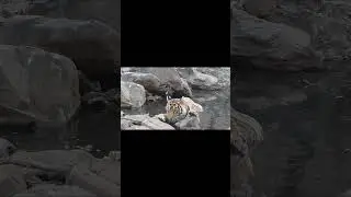Tigress  Didn&rsquo;t Trust Us 🐅💧 #shorts#vialshorts #wildlife #ranthambore #tiger