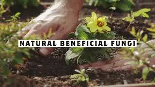 DYNOMYCO&reg; - Premium Mycorrhizal Fungi