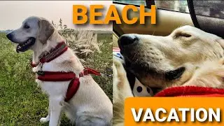 My Dog Has a Beach Vacation (Day 1) | #alanwalker #faded #ncs #nocopyrightsounds