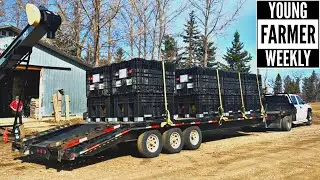 How To Get Lost Delivering Canola Seed