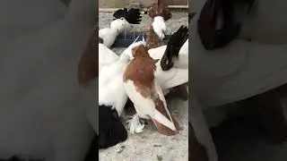 #shortvideo #trending #pigeon #edit #bird #viral #kabutar #explore #fypシ゚viral #youtubeshorts