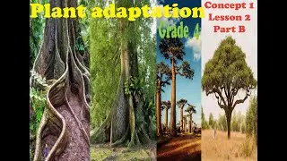 plant adaptation ( Structural and Behavioral adaptation ) ,Concept 1, Lesson 2 Part B