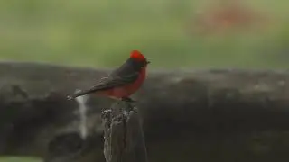 CHURRINCHE, Laguna de Rocha, (Uruguay)