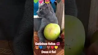 professora posso ir ao banheiro #gato #pet #gatos #pets