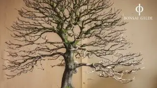 Development of an European beech