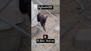 Black Roc  Butterscotch and Rat