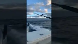 Offshore Fishing World Cat