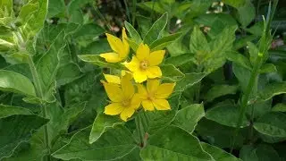 Lysimachia Punctata (officinalis)