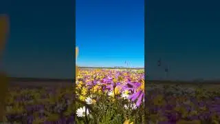 Beautiful Yellow 💛💛 and purple💜💜 flower fields