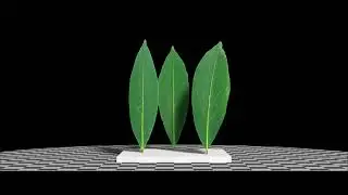Cherry Laurel (Prunus Laurocerasus) leaves. SideFX Houdini, Karma XPU, MaterialX