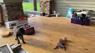 Why Puppy imprinting