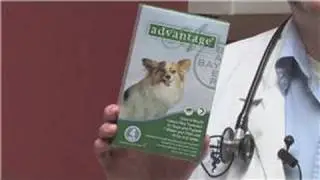 Animal Care & Information : Symptoms of Advantage Flea Control Poisoning