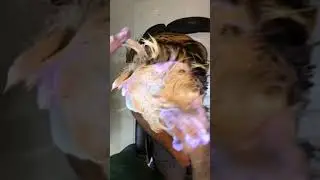 Blue shampoo ka kamal
