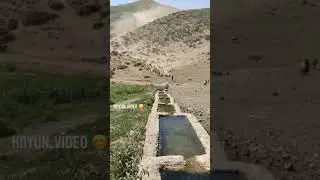 A flock of thirsty sheep rush to drink water like crazy.