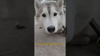 Can a Husky learn to be off-leash reliable?! #shorts #dogs #husky