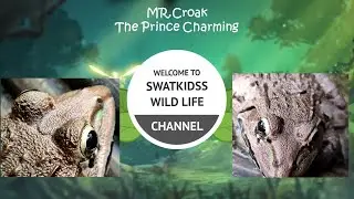 Mr.Croak - The Prince Charming | Indian Bull Frog | Indus Valley bullfrog | Hoplobatrachus tigerinus