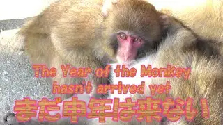 まだ申年は来ない The Year of the Monkey hasn't arrived yet 葉ッピー動物園2179 淡路島モンキーセンター 兵庫県