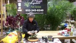 Succulent plant display demo