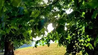 Awareness - OSHO talk.