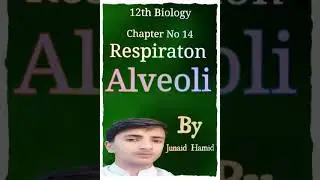 Alveoli || Human Respiratory system || Gaseous Exchange ||10th/12th biology|In Urdu| By Junaid Hamid