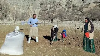 Nomadic Life: Fencing a Sheep Shelter in the Zagros Mountains | Ghulam and Sepideh Family