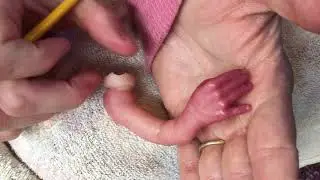 Preemie Skin Tones Reborning Tutorial:Step 15b, Final Foot/Leg Details, Catching up Promise & Caleb