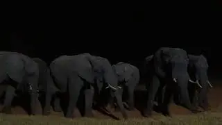 BushBaby Safaris: Hwange National Park's elephants