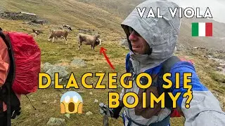 Zaatakowały nas krowy?! Dlaczego się ich boimy | Bormio Vlog #2