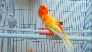 Canary singing for marriage 3
